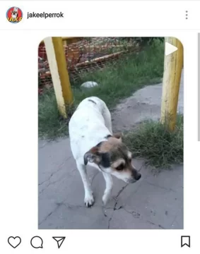 Fuerte indignación: Maltrataron a un perro y lo hicieron viral