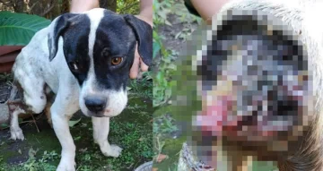 Encontraron un perrito gravemente embichado, lo están curando y busca hogar