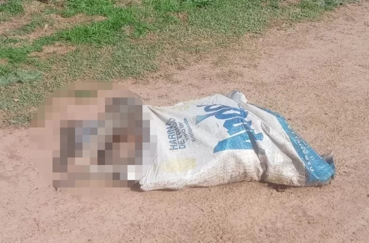 Maltrato animal: Encontraron a un perrito sin vida dentro de una bolsa en Gaboto