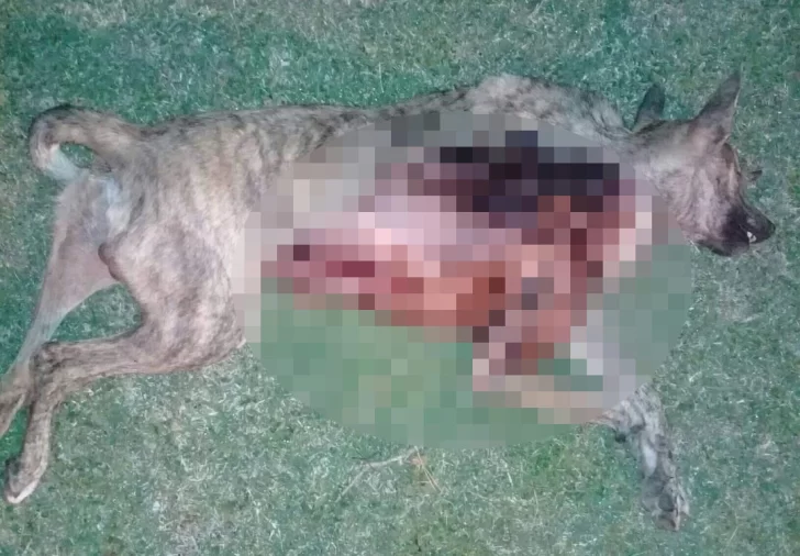 Monje: Hallaron a un perro mutilado en la plaza