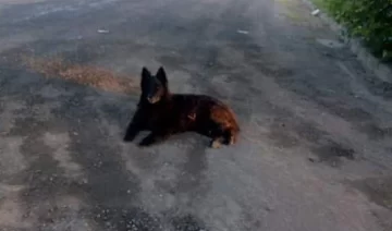 Lo abandonaron y él cada día regresa a llorar a esa esquina