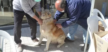 Salud Animal: Maciel realizará una campaña de vacunación antirrábica