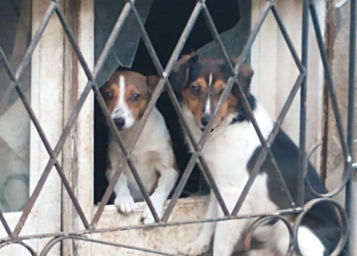 Piden tránsito para dos perritas a punto de parir de un vecino que falleció