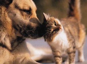 La Comuna y “Clarke por los animales” lanzan una nueva campaña de castración