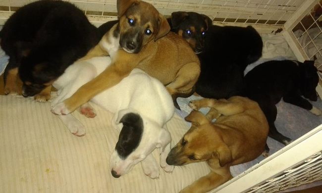 Siete cachorros en adopción tras ser abandonados en una alcantarilla