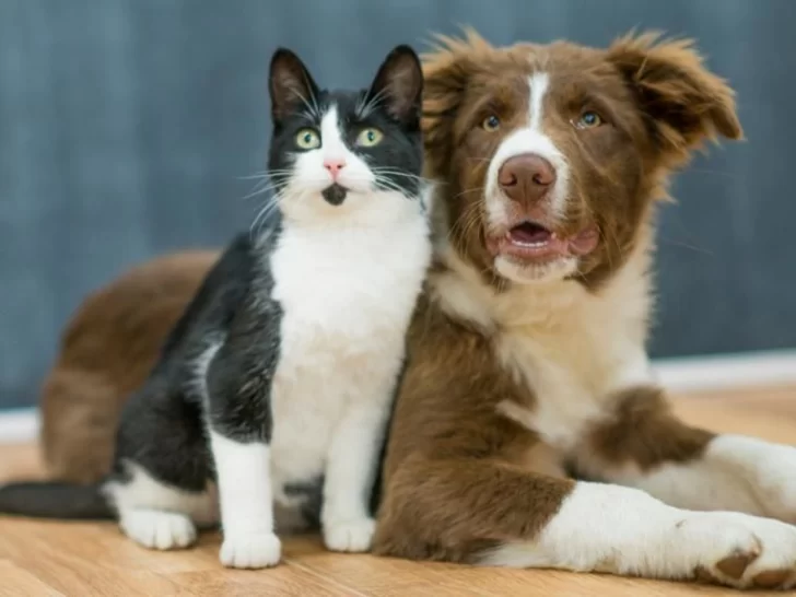 Nueva jornada de esterilización de mascotas en Oliveros