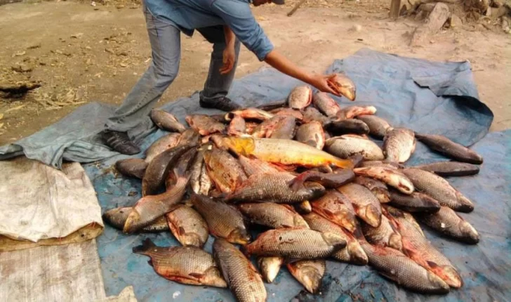 La pesca comercial y deportiva quedó prohibida en el Paraná hasta el 31 de marzo