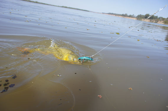 Encontraron a un pescador muerto a la altura de Puerto