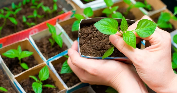 Hoy un taller para aprender a hacer la huerta en casa