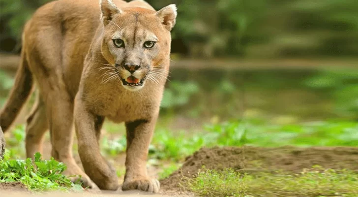 Tomó un camino rural por los camiones y se topó con un puma