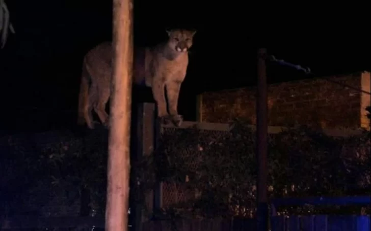 Impresionante: Apareció un Puma en Roldan y alertó a todos