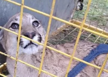 La policía comunitaria rescató a un cachorro de puma herido en Gaboto