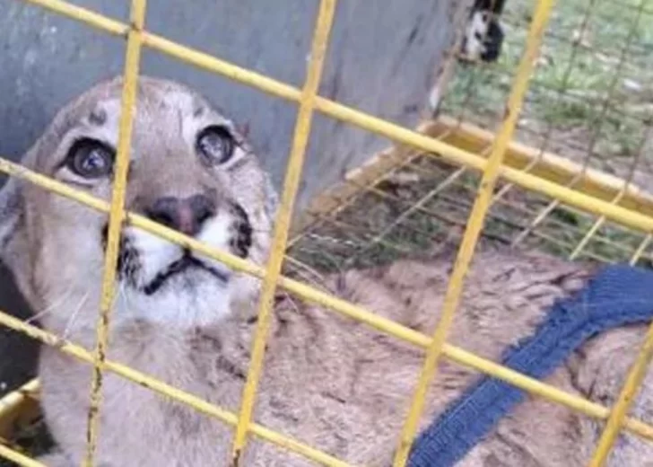 La policía comunitaria rescató a un cachorro de puma herido en Gaboto