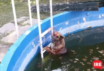 Sin palabras: Un perrito se cayó en una pileta, fue rescatado y lo agradeció