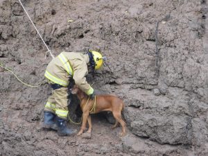 Los Bomberos de Oliveros rescataron un perro de la barranca del Carcarañá: Ya volvió a casa