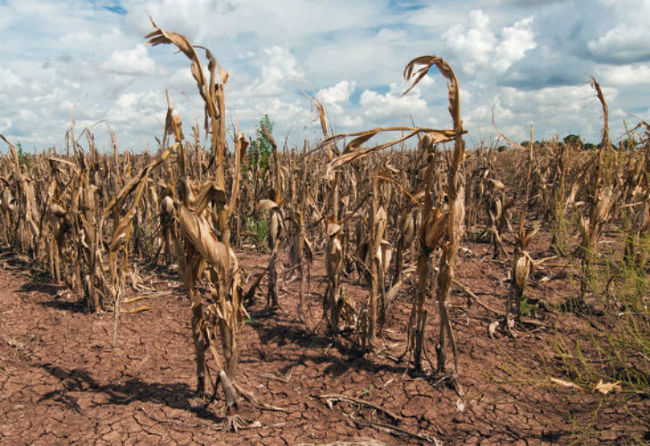 El agro enfrenta la peor sequía de los últimos 20 años