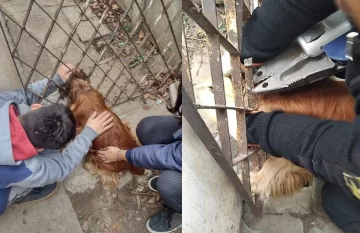 Zapadores rescataron a un perrito que quedó atrapado en una reja