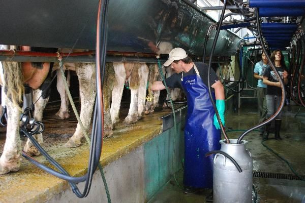 En el día del Tambero, lloran las vacas por la crisis láctea