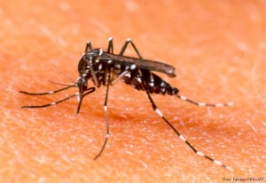 Se confirmó el segundo caso de dengue autóctono en Pueblo Andino