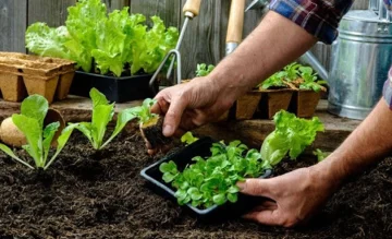 Entregan semillas en Barrancas para la huerta orgánica familiar