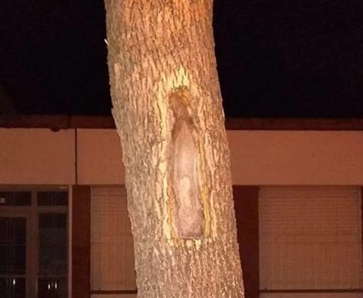 Apareció una impresionante imagen de la virgen en un árbol