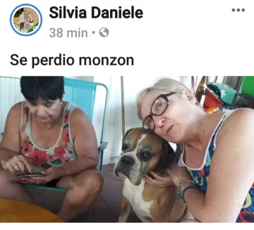 Intensa búsqueda de dos perros perdidos desde ayer