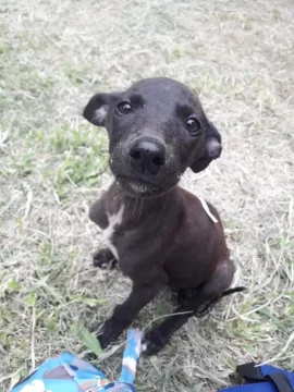 Una veintena de galgos buscan un hogar lejos del maltrato