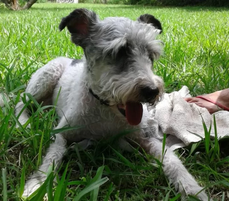 Una familia de Timbues busca hace días desesperadamente a Tobi