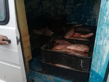 Trasladaba más de 150 pescados desde Gaboto y fue sancionado