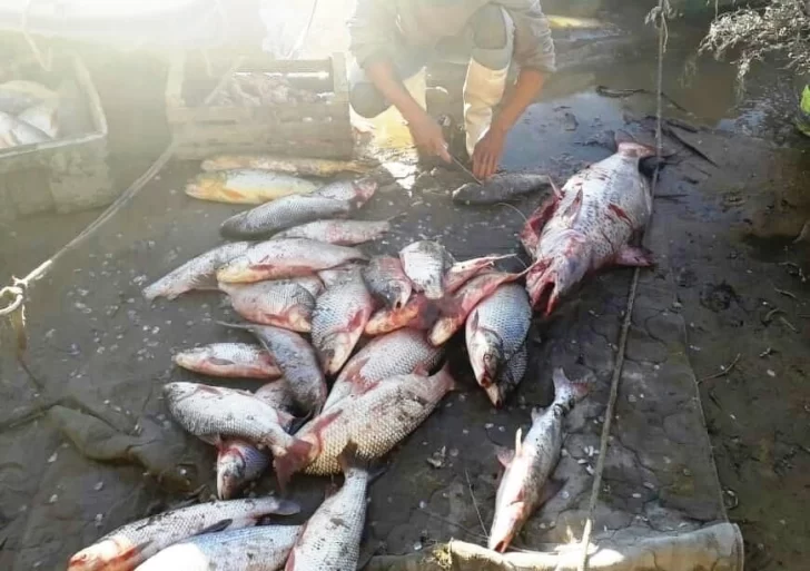 Un vecino de Gaboto pescaba sin autorización y le decomisaron más de 100 pescados