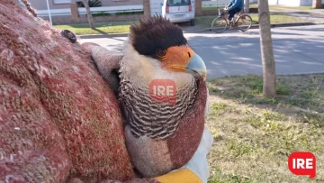 Un caracara fue rescatado por una vecina: “Ojalá vuelva a volar”