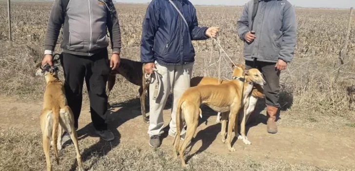 Sancionaron a tres hombres cazando en la zona rural de Maciel