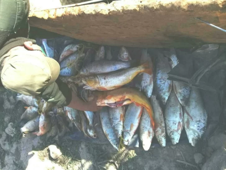 Detuvieron a tres hombres cazando sin permiso: Tenían un centenar de peces y carpinchos