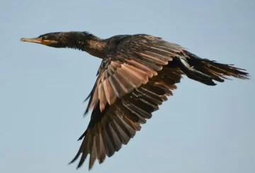 Gaboto ya tiene su observatorio de aves y su primera misión será el Parque Nacional