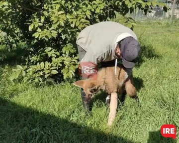 El aguará guazú rescatado ya se encuentra en la Granja Esmeralda