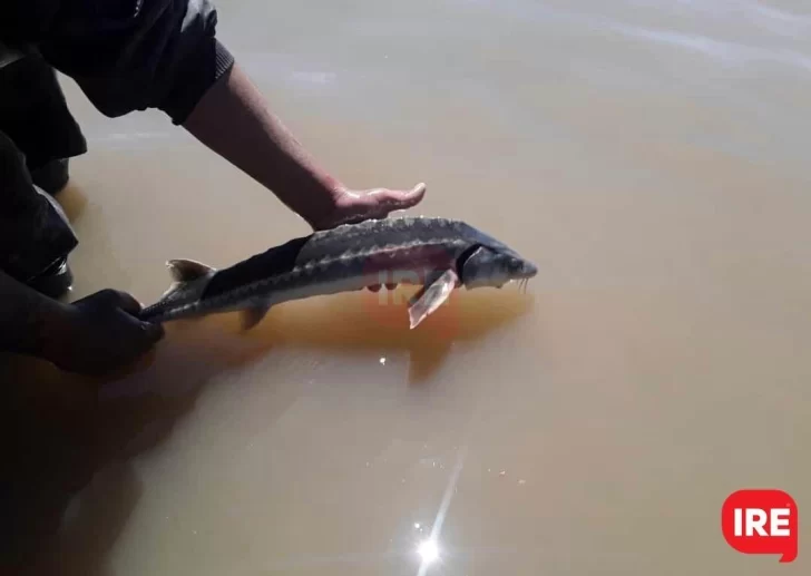 Esturión: Una especie “hermosa pero nociva” en el Delta del Paraná