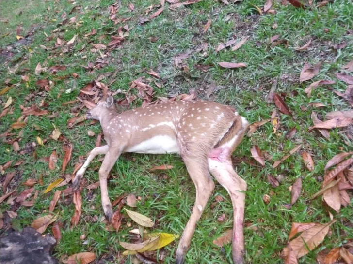Rescate: Vecinos del Balneario encontraron a un ciervo en un baldío con mordeduras de perro