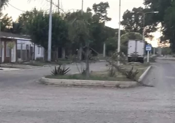 Repudio: Rompieron todas las palmeras de Av. Colón en Gaboto