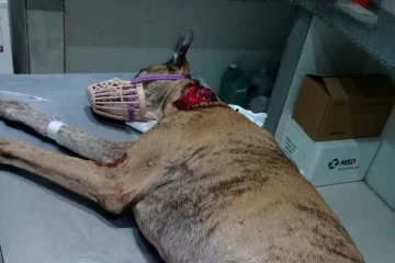 Atacaron a un perro en Gaboto y quedó gravemente herido: Piden ayuda para salvarlo