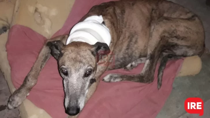 Nueva oportunidad: Flaco se recuperó de su grave herida y fue adoptado