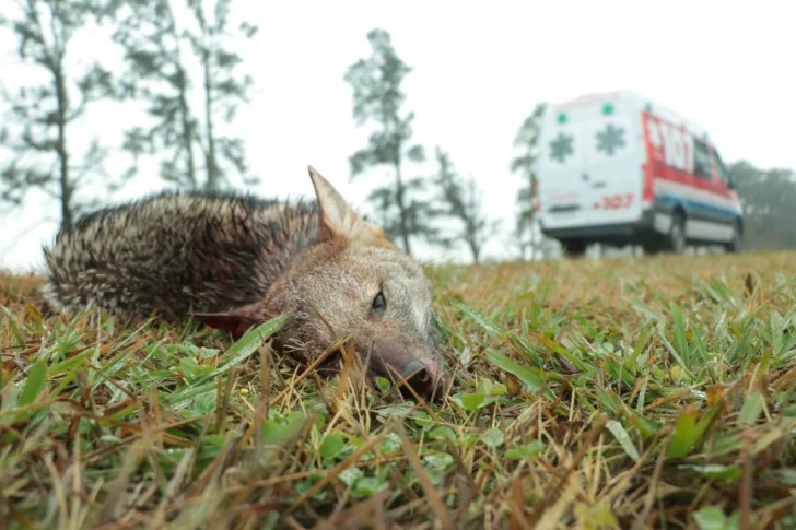 Un zorro pampeano fue atropellado camino a Gaboto: “Protejamos nuestra fauna”.