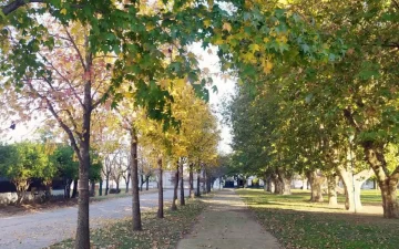Barrancas verde: Vecinos pueden solicitar árboles para el frente de su hogar