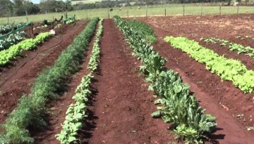 Invitan a una charla-capacitación para la huerta comunitaria en Gaboto