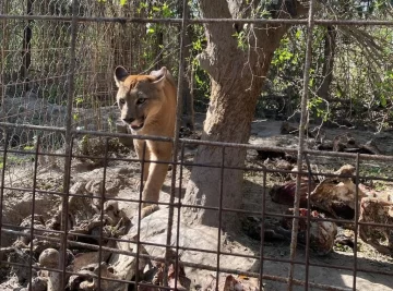 Tensión y angustia: Se llevaron animales silvestres de una granja en Desvío Arijón