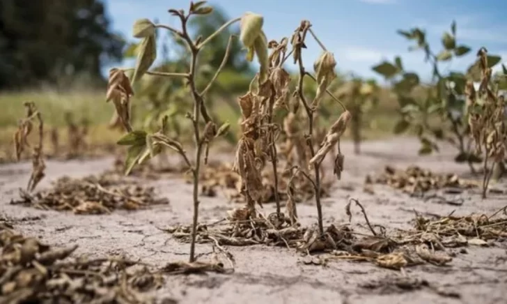 Entregarán mañana en Monje aportes para productores en emergencia agropecuaria