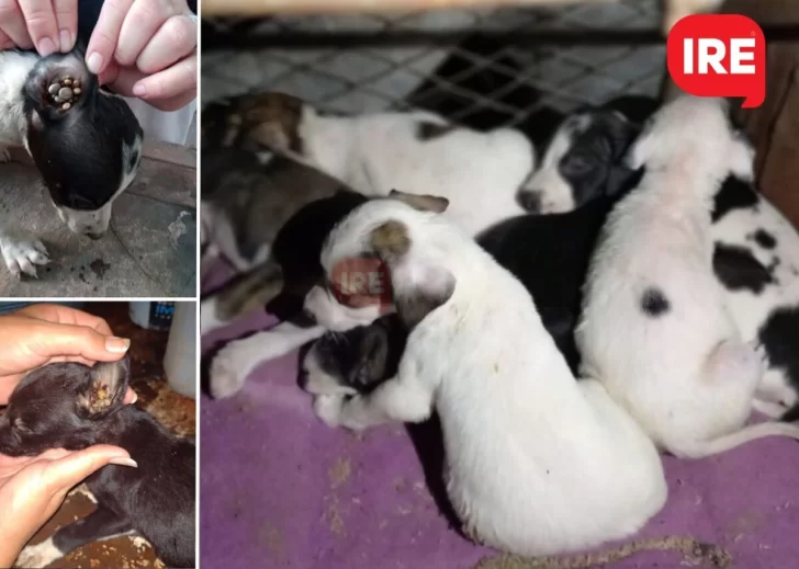 Buscan adopción para seis cachorritos que fueron abandonados dentro de una bolsa en Maciel