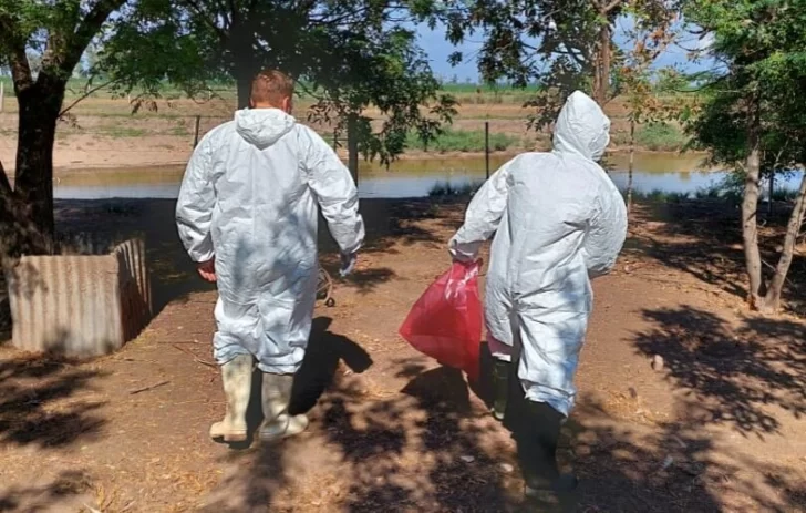 Se detectó el primer caso de gripe aviar en San Jerónimo