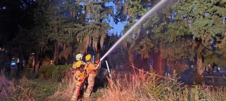 Gran susto en Serodino: Se incendiaron pinos en un patio y debieron acudir los bomberos