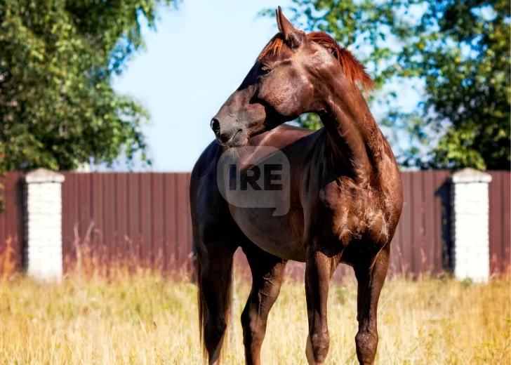 Reunión clave en Carrizales para controlar y ordenar los caballos sueltos