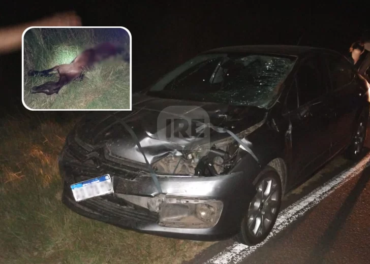 Fuerte accidente en ruta 65: Se cruzó un caballo y lo chocó un hombre de San Genaro en auto